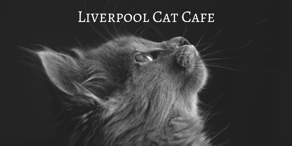  Liverpool  Cat  Cafe  A Review See The Universe